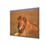Löwe 8 leinwanddruck