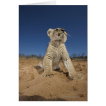Löwe CUB (Panthera Löwe) sitzend auf Sand, Namibia Grußkarte