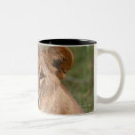Löwe Kaffeehaferl