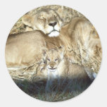 Löwen und Junges in Botswana Afrika Sticker