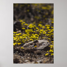 Löwenzahn im Holz-Kunstdruck Posterdrucke
