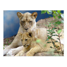 Löwin und CUB-Postkarte