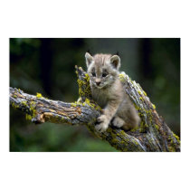 Luchs-kleines Kätzchen Kanadas poster