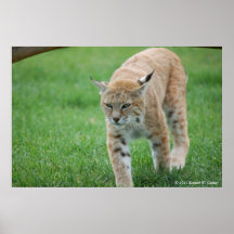 Luchs Plakatdruck