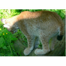 Luchs-Tier Photo Statuen