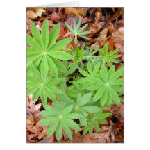 Lupine-Blätter im Frühling Grußkarte