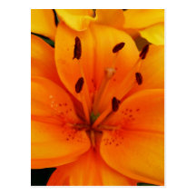 Luscious Aprikose mit Blumen Postkarten