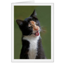 Lustige Katze, die Pelz leckt Grußkarten