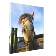 Lustiges Pferd Gespannter Galeriedruck