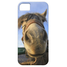 Lustiges Pferd iPhone 5 Etuis