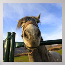 Lustiges Pferd Posterdrucke