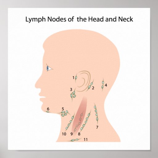 Lymphknoten des Kopf und Hals Plakats Plakatdrucke | Zazzle