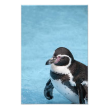 Magellanic Pinguin-Foto-Druck