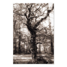 Magischer Baum Fotografie