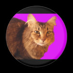 Magnet der Katzen-14 magnete