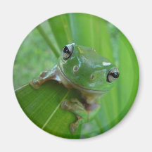 Magnet des grünen Frosches Kühlschrankmagnete