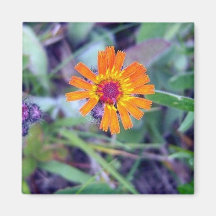 Magnet des orange Hawkweed-1 Magnete
