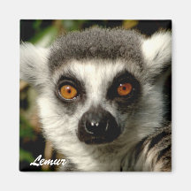 Magnet Lemur1 Kühlschrankmagnete