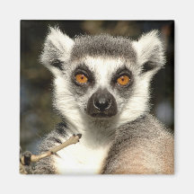 Magnet Lemur2 Magnete