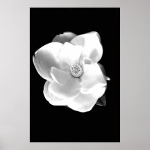 Magnolie Plakat