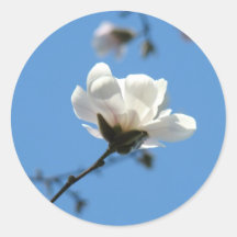 Magnolien-Blumen-Aufkleber-Frühlings-Blumenbäume