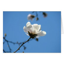 Magnolien-Blumen-Gruß-Karten-blauer Himmel mit Blu