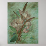 Magnolien-Blüte Plakatdrucke