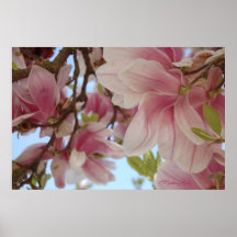 "Magnolien-Blüten" by mysteryella Plakate