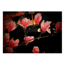 Magnolien-Visitenkarte