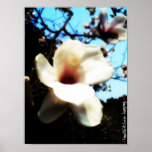 Magnolienplakat