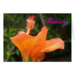 Mahalo orange Hibiskuskarte