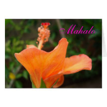 Mahalo orange Hibiskuskarte