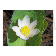 Maine-Frühling Karten