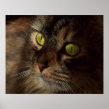 Maine-Waschbär-Augen, Katzen-Plakat-Druck-Wand-Dek