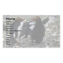 Makkaroni-Pinguin - Paar am Nest Visitenkarten Vorlage