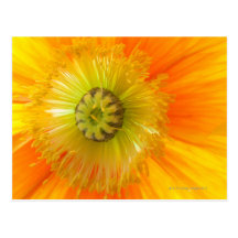 Makro der orange Mohnblume mit niedriger Schärfent Postkarte