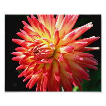 Makro roter gelber Blumen-Druck der Dahlie-Blumenb Kunstphotos