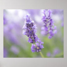 Makrobild der Lavendel-Blumen mit sehr Plakat