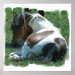 Malen Sie Pony-Leinwand-Druck Poster