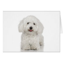Maltesischer Hundeweiß Grußkarte