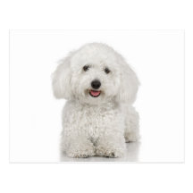 Maltesischer Hundeweiß Postkarten