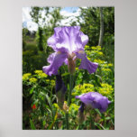 Malvenfarbenes Iris-Plakat