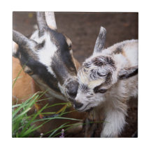 Mamma-und Baby-Ziege Keramikfliese