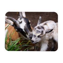 Mamma-und Baby-Ziege Magnete