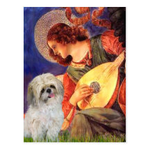 Mandolinen-Engel - Shih Tzu (P) Postkarten
