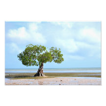 Mangrove Kunstphoto