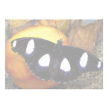 Männlicher Diadem auf Frucht, Hypolimnas misippus Einladungskarte
