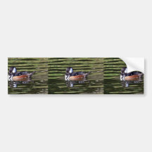Männlicher mit Kapuze Merganser Auto Sticker
