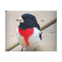 Männlicher Rose-breasted Grosbeak Galerie Gefaltete Leinwand