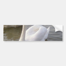 Männlicher weißer Schwan mit jungen Schwänen Auto Aufkleber